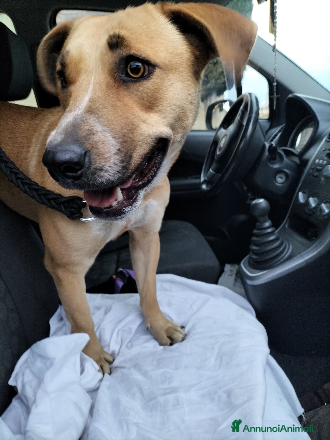 Meticcio cani in regalo: Aria.. la dolcezza fatta cane  - Annuncio 1