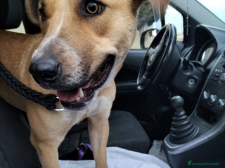 Meticcio cani Aria.. la dolcezza fatta cane - Annuncio 29