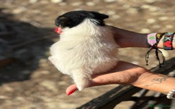 Jack Russell cani in vendita: Jack Russell pelo broken/ruvido a Calenzano - Immagine 20