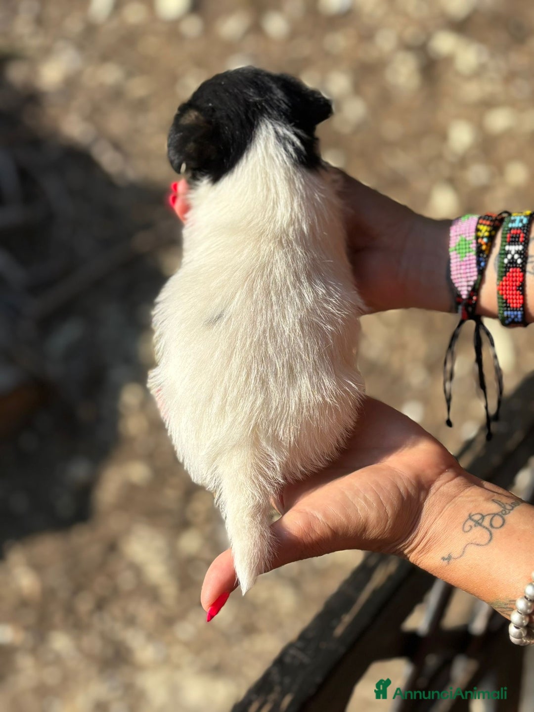Jack Russell cani in vendita: Jack Russell pelo broken/ruvido a Calenzano - Immagine 20