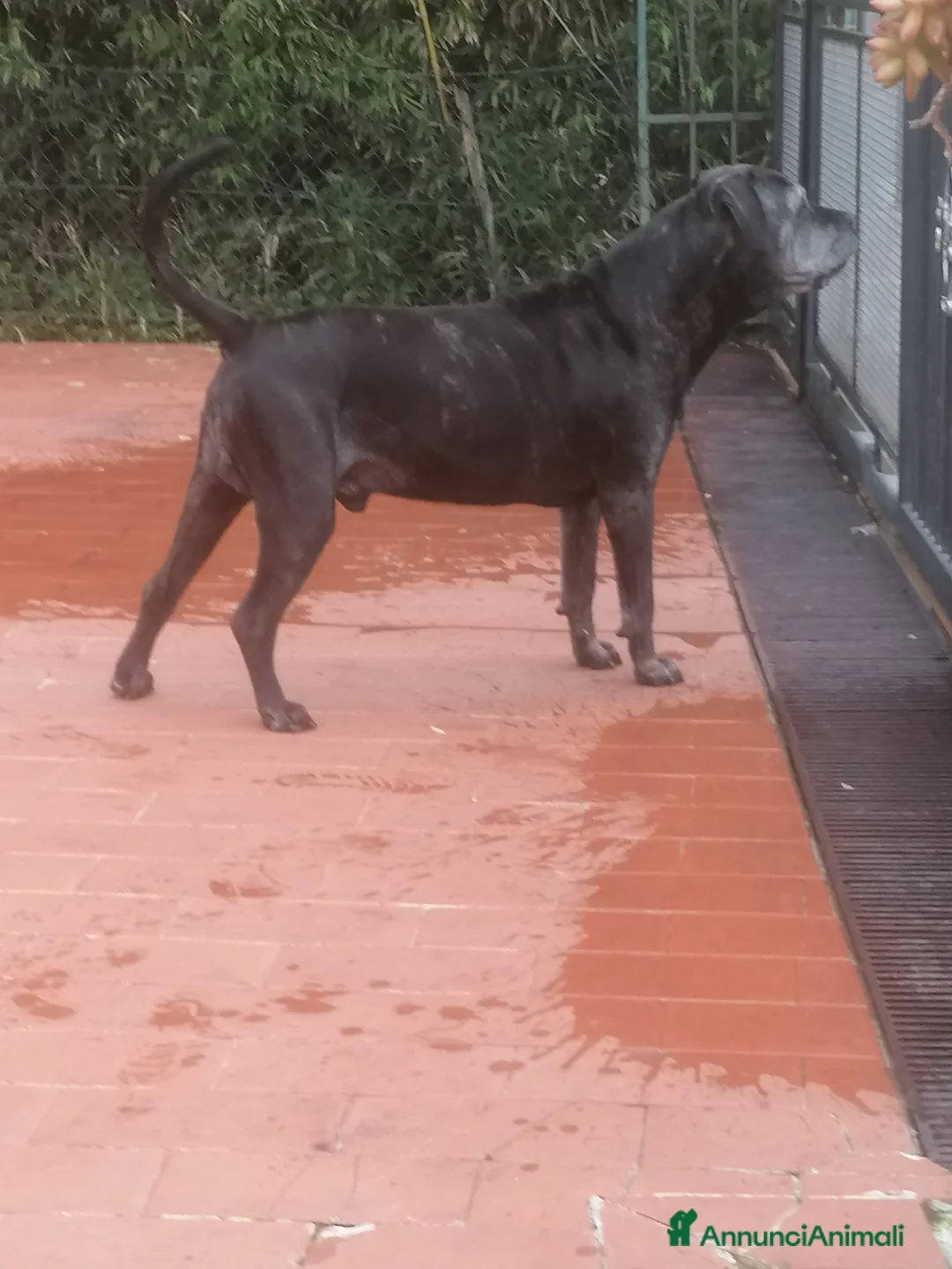 Cane Corso cani in vendita: Cuccioli Cane Corso  - Annuncio 6