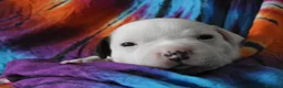 Staffordshire cani in vendita: Staffordshire bull terrier  - Annuncio 6