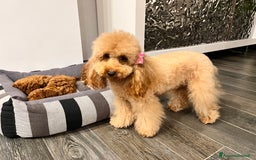 Barboncino cani in vendita: Barboncini nanetti 🐩🐩🐩 - Immagine 33