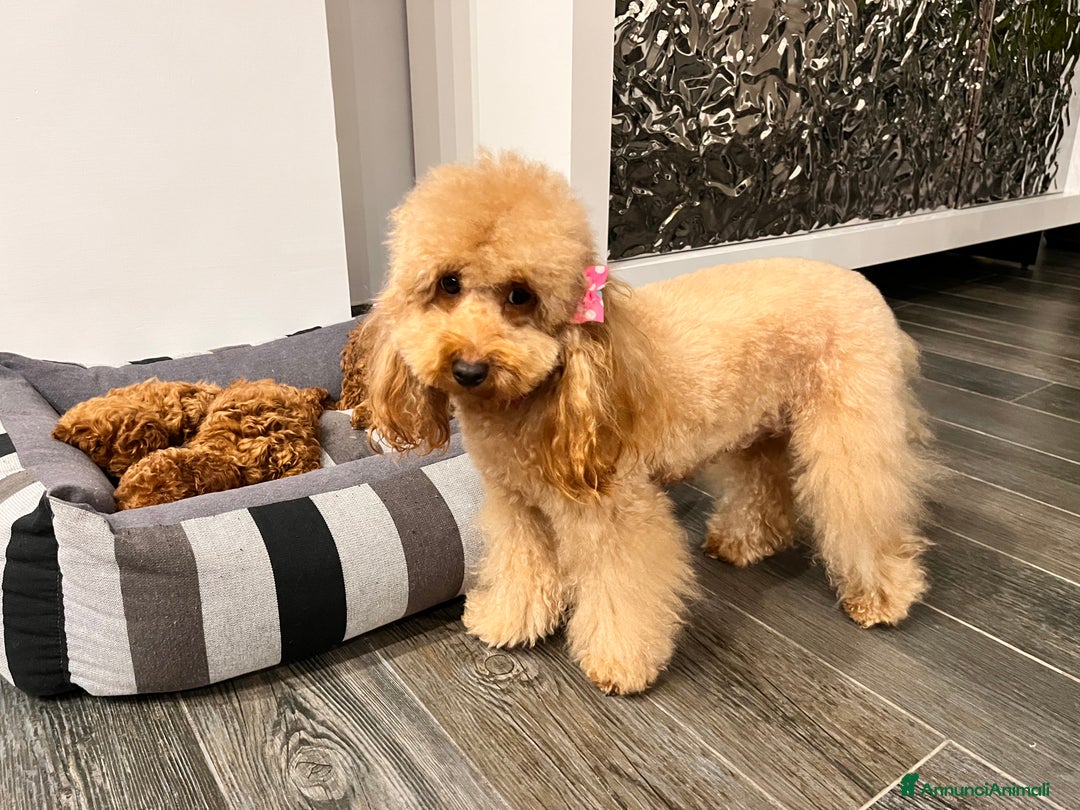 Barboncino cani in vendita: Barboncini nanetti 🐩🐩🐩 - Immagine 33