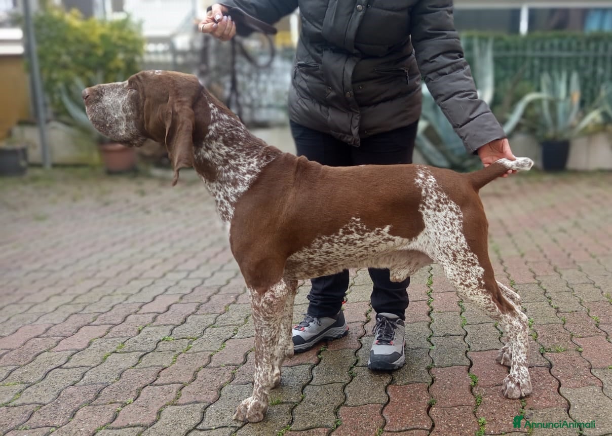 Bracco cani Bracco Italiano Roano-Marrone disponibile x monte a Provincia di Forlì-Cesena - Annuncio 2