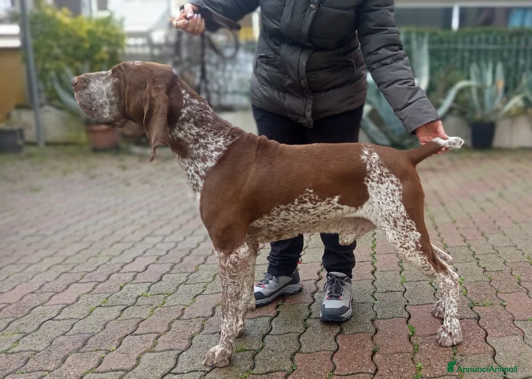 Bracco cani per accoppiamento: Bracco Italiano Roano-Marrone disponibile x monte a Provincia di Forlì-Cesena - Annuncio 1