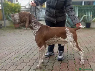 Bracco cani Bracco Italiano Roano-Marrone disponibile x monte a Provincia di Forlì-Cesena - Annuncio 2