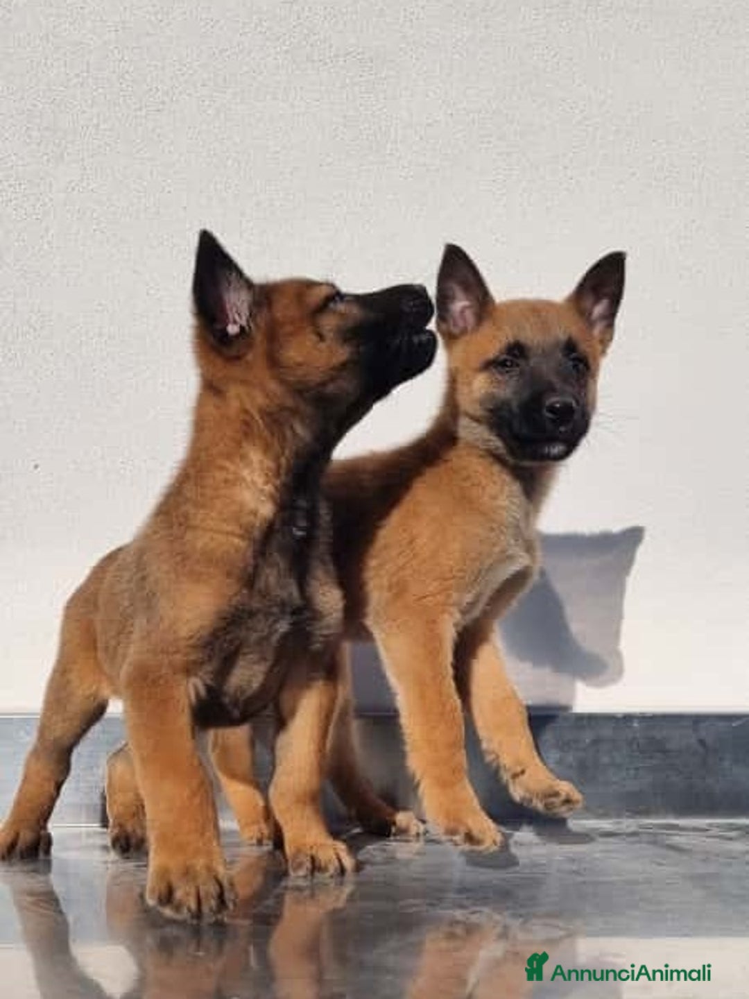 Pastore Belga cani in vendita: Cuccioli Pastore Belga Malinois Allevamento Lecce - Annuncio 4