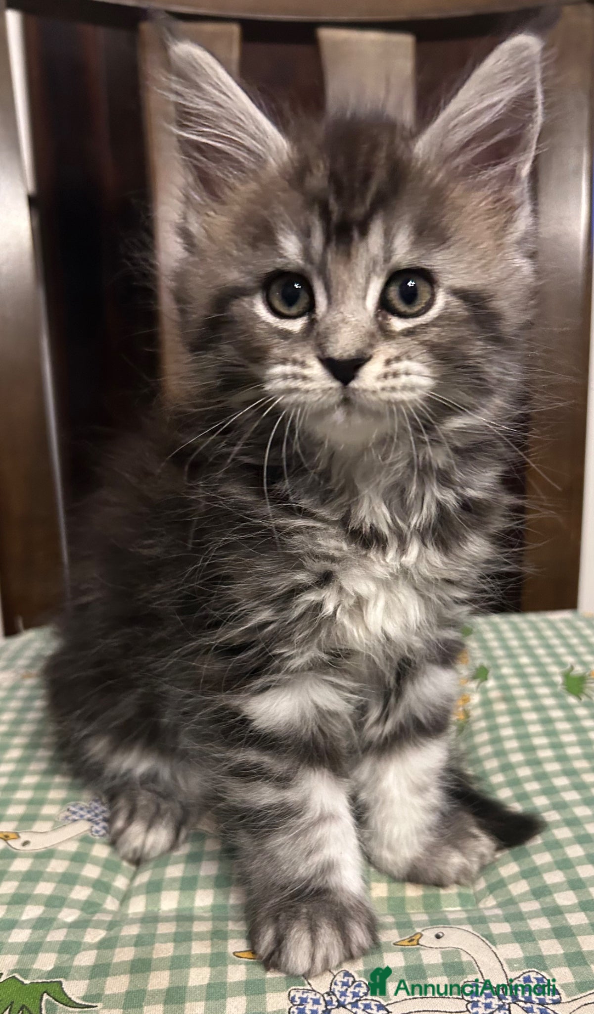 Maine Coon gatti Maine Coon  - Annuncio 1