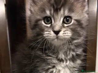 Maine Coon gatti Maine Coon - Annuncio 1