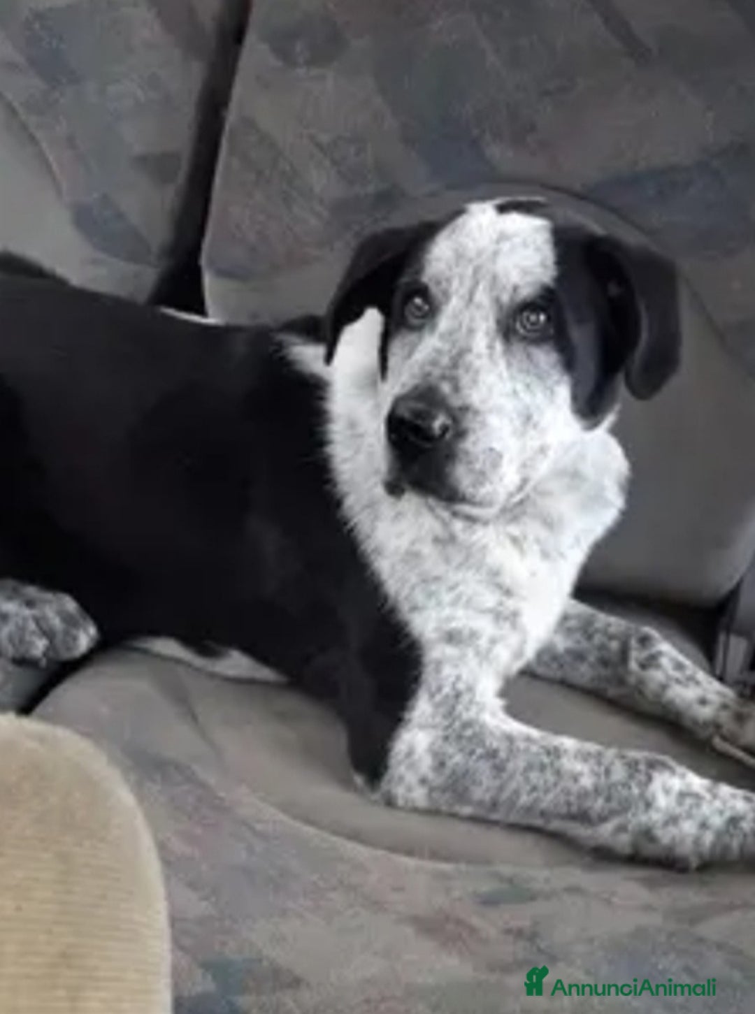 Meticcio cani in regalo: Chris 2anni e 1/2salvato in montagna 18mesi fa.ROM a Città metropolitana di Milano - Annuncio 1