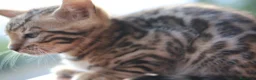 Bengala gatti in vendita: Cuccioli Bengala a Provincia di Cosenza - Annuncio 10
