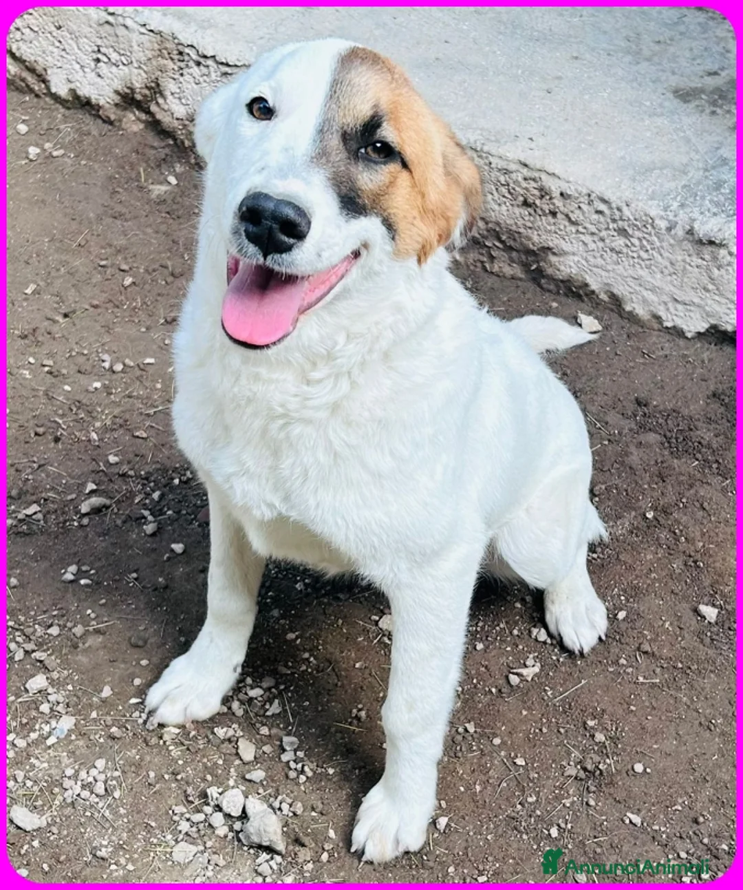 Meticcio cani in regalo: MASCHERINA CUCCIOLONA SIMIL JACK RUSSEL 7-8 MESI - Annuncio 5