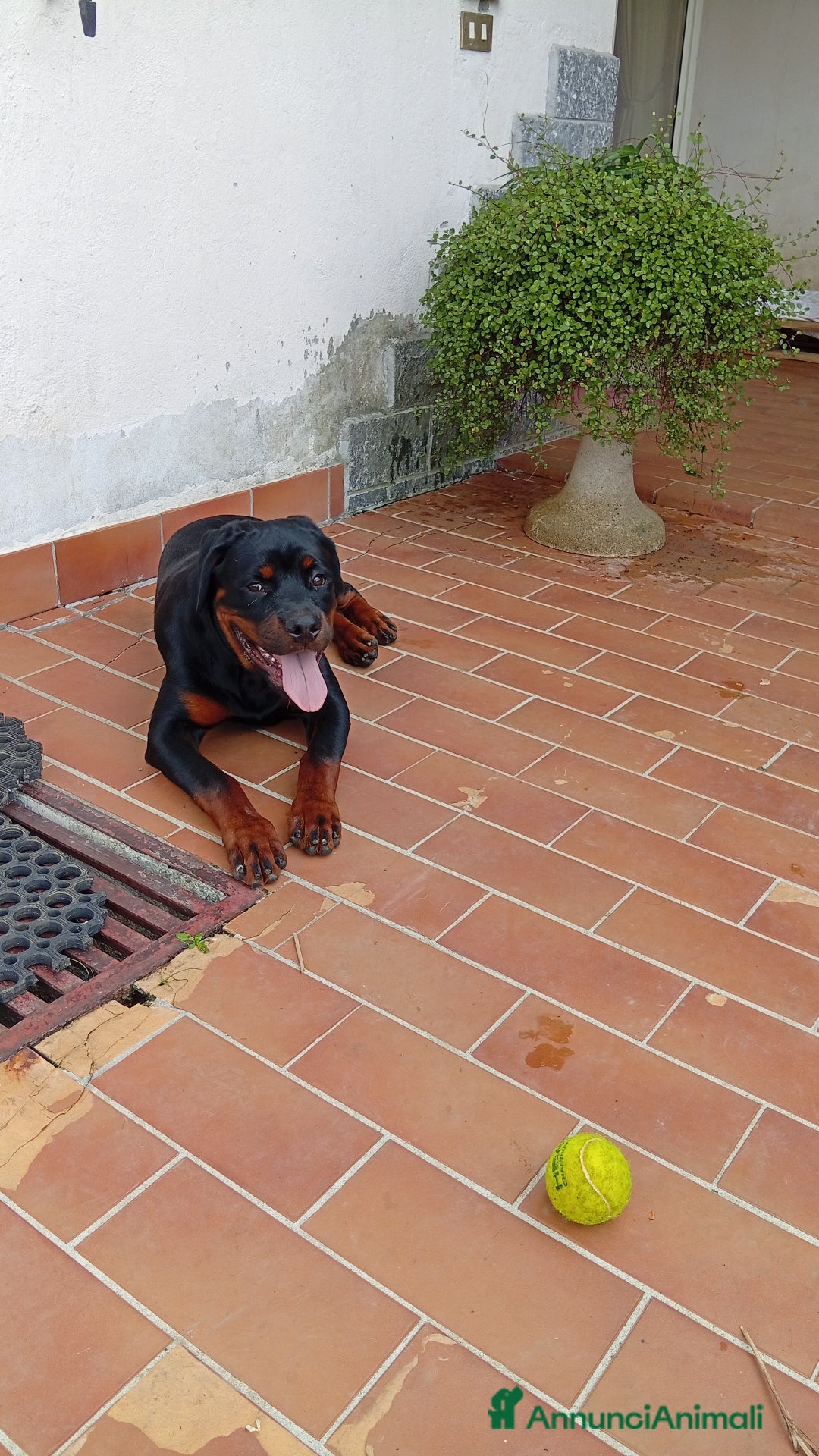 Rottweiler cani in vendita: Rottweiler  - Annuncio 1