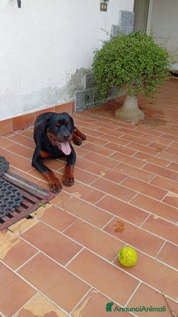 Rottweiler cani - Annuncio 3