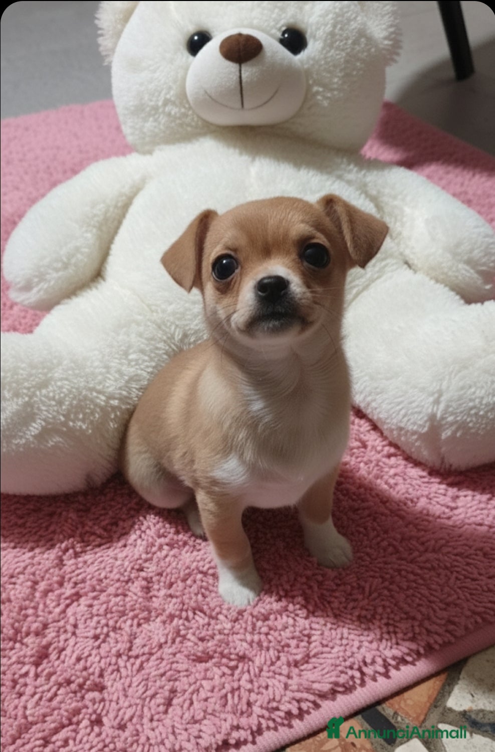 Chihuahua cani Cucciola di chihuahua - Annuncio 1