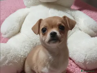 Chihuahua cani Cucciola di chihuahua - Annuncio 1