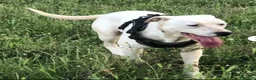Meticcio cani in regalo: 2molossini 14mesi crescono in recinto.COSENZA HELP - Annuncio 3