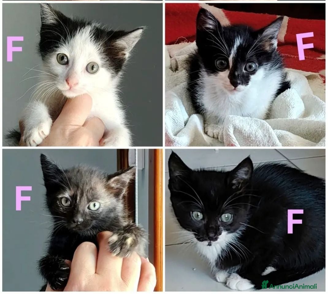 Meticcio gatti 4 gattine in adozione  - Annuncio 1