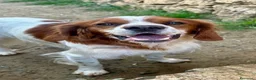 Breton cani in regalo: Poli il Breton energetico  - Annuncio 7