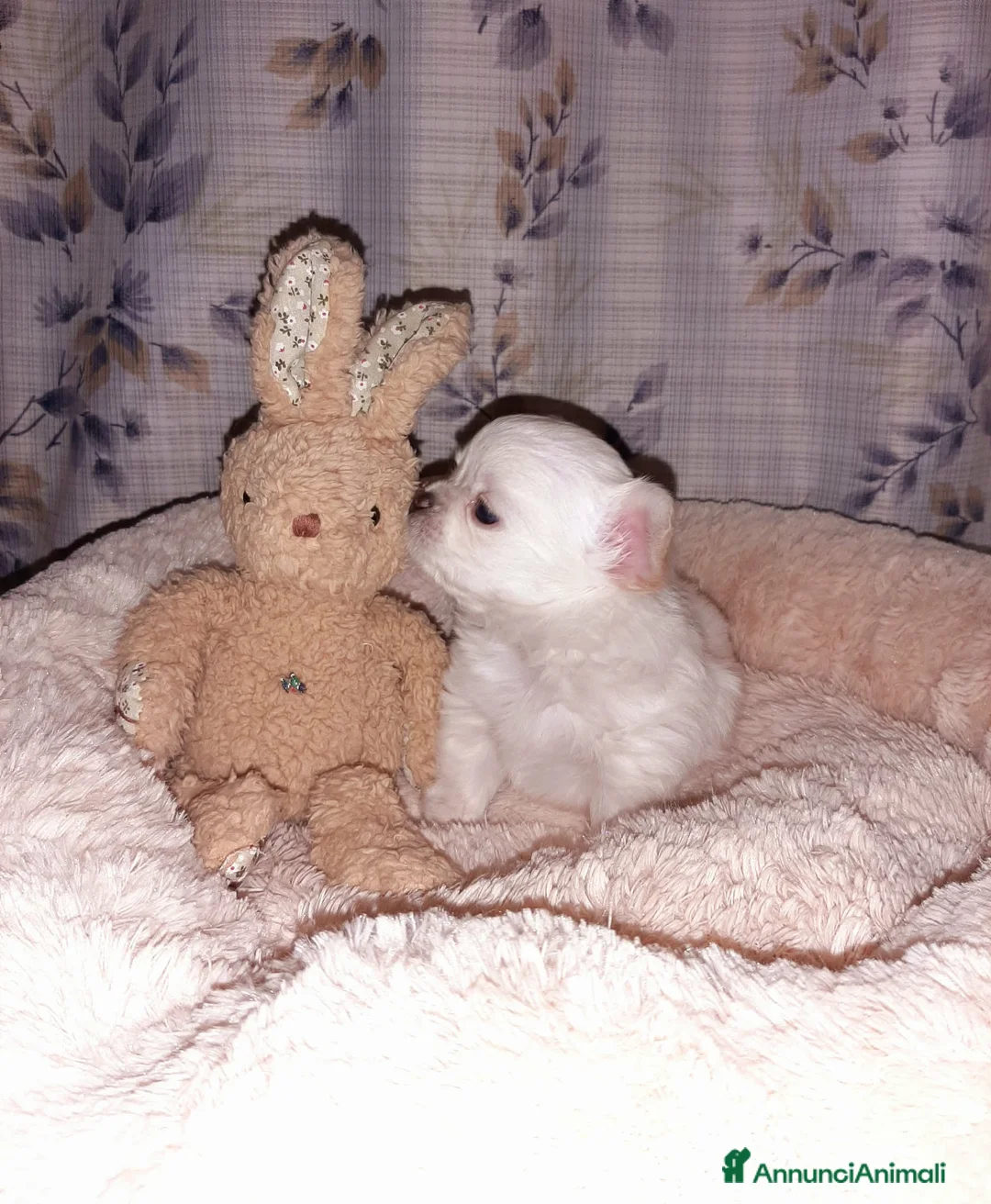 Chihuahua cani in vendita: Chihuahua pelo lungo cuccioli - Annuncio 3