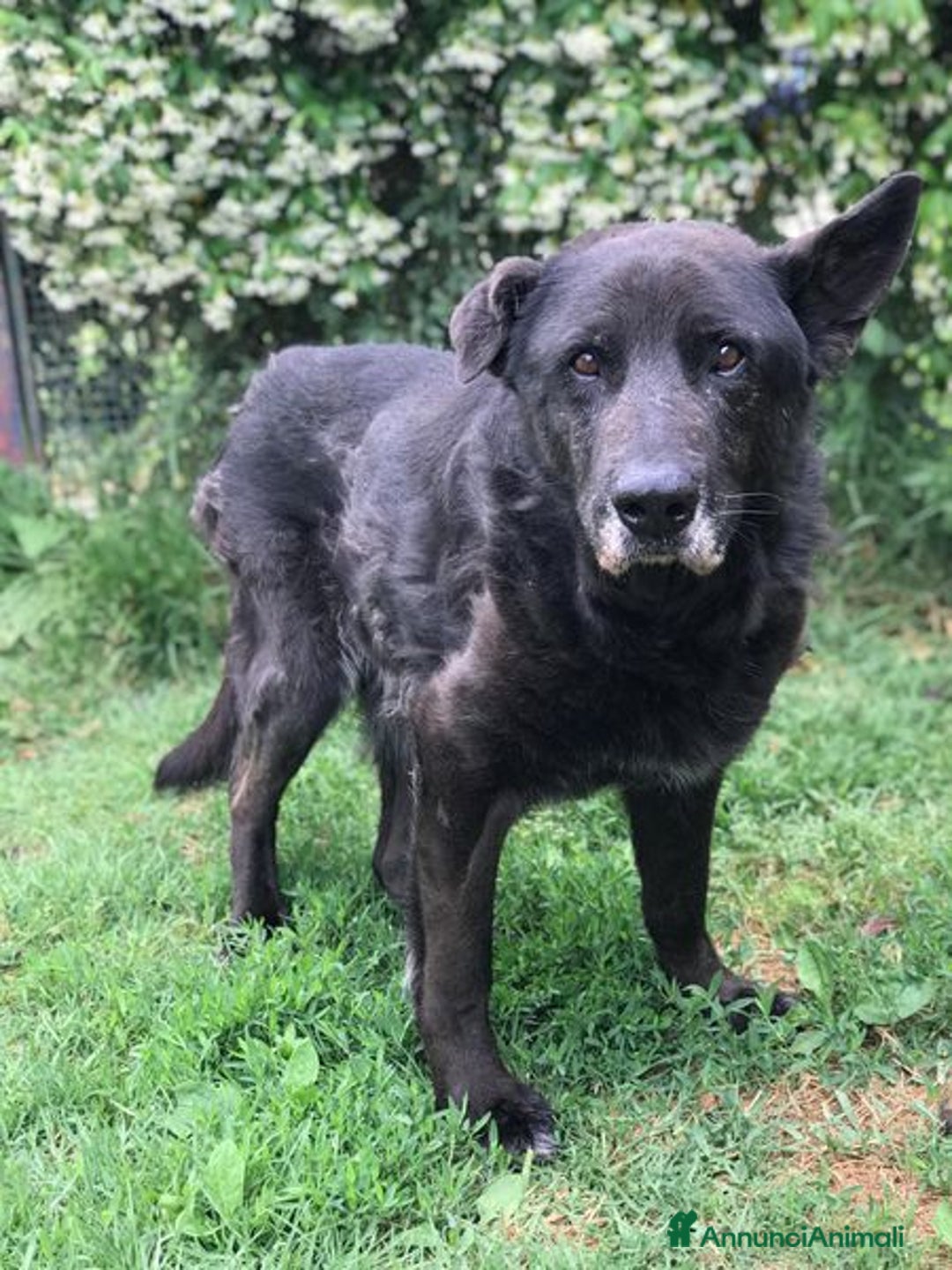 Meticcio cani in regalo: Nonno Martin, adozione del cuoricino - Annuncio 6