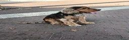 Cocker cani in vendita: Cocker cucciolo  a Città metropolitana di Roma Capitale - Annuncio 1