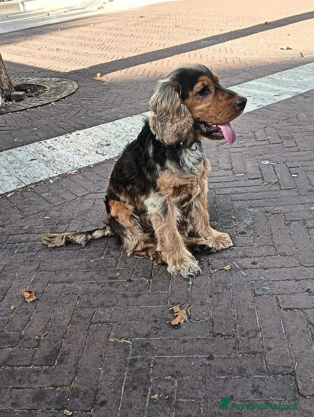 Cocker cani in vendita: Cocker cucciolo  a Città metropolitana di Roma Capitale - Annuncio 1