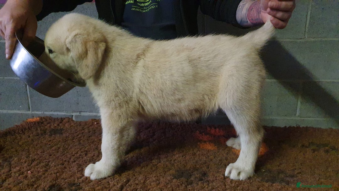 Pastore Asia Centrale cani in vendita: Cuccioli di pastore dell'Asia centrale Alabai - Annuncio 12