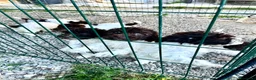 Lagotto cani in vendita: Cuccioli di lagotto  a Provincia di Piacenza - Annuncio 10