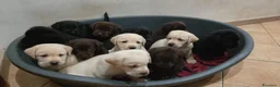 Labrador cani in vendita: Cuccioli labrador  - Annuncio 13