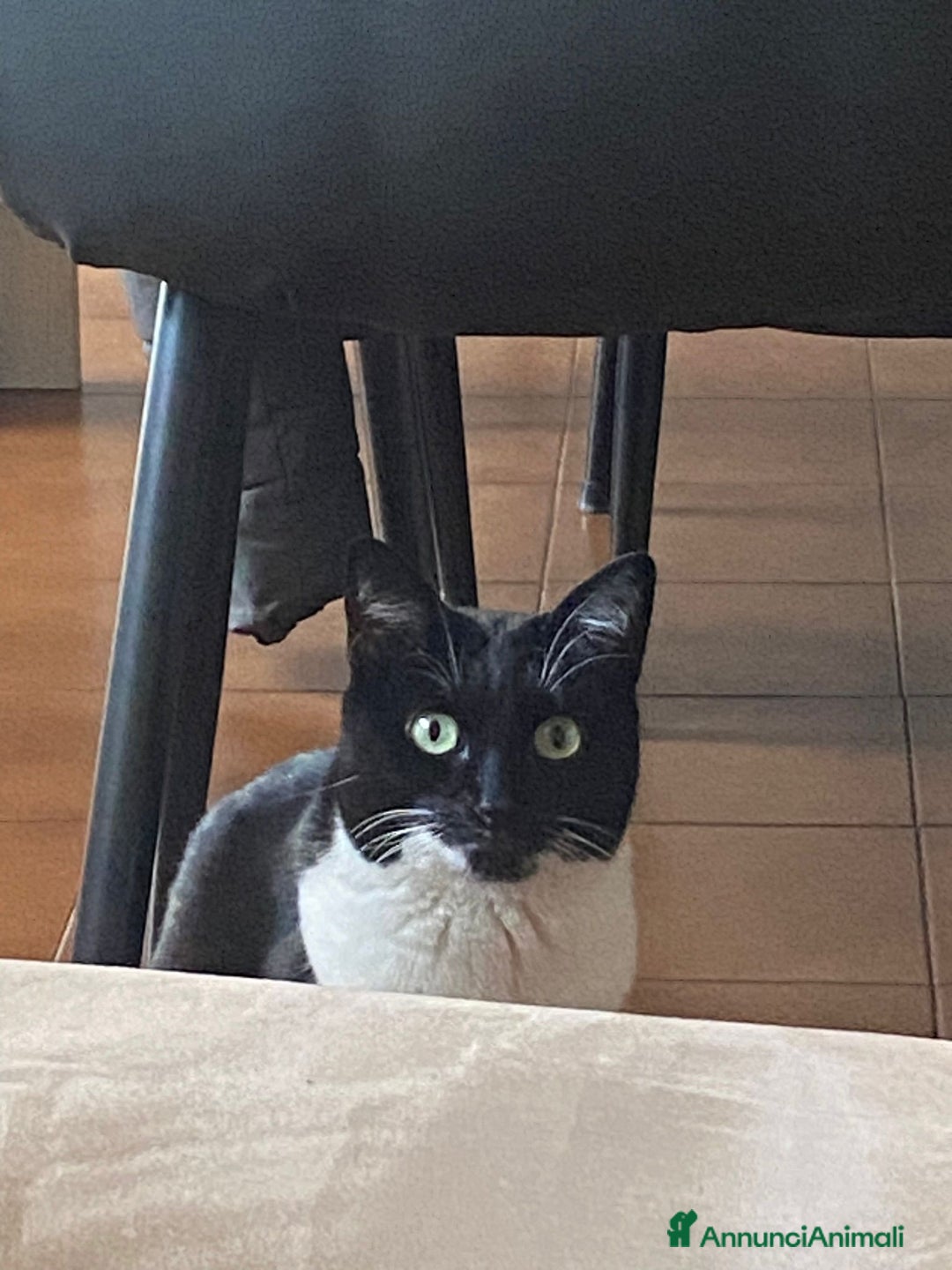 Meticcio gatti in regalo: GATTA - Annuncio 2