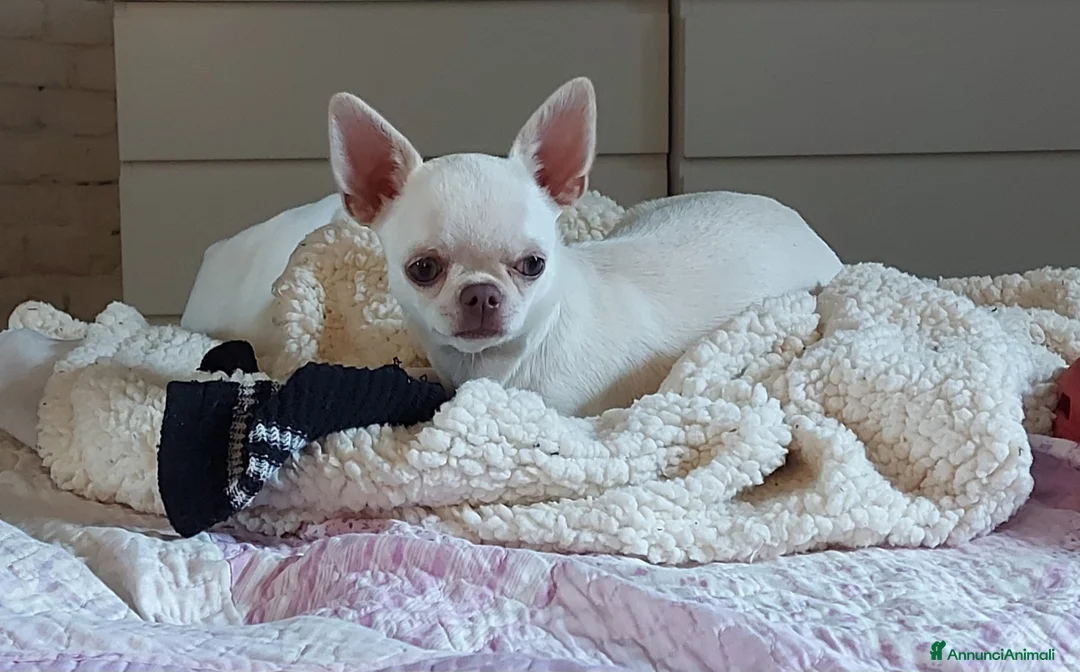 Immagine della galleria {{count}}