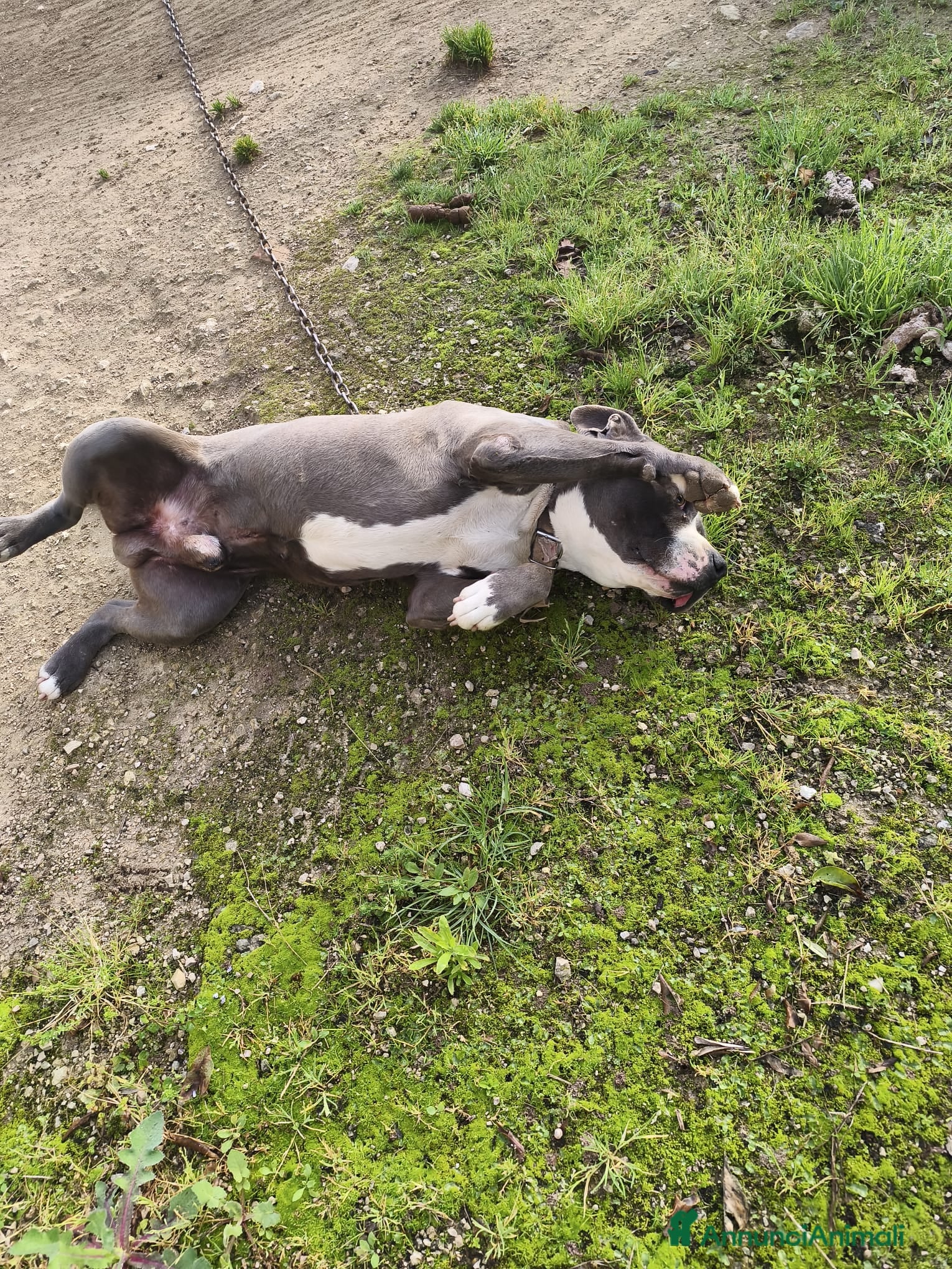 Pitbull cani Cagnolino amstaff - Annuncio 5