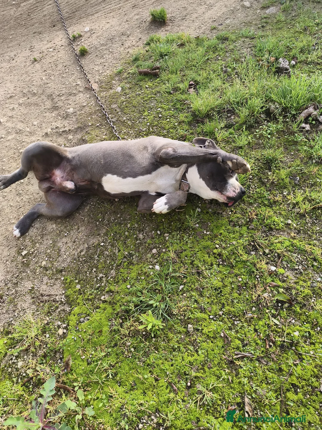 Pitbull cani in regalo: Cagnolino amstaff - Annuncio 1