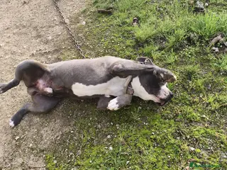 Pitbull cani Cagnolino amstaff - Annuncio 5