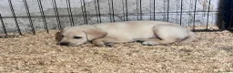 Labrador cani in vendita: Nuova cucciolata nata il 8/3/26 - Annuncio 3