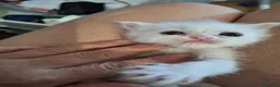Persiano gatti in vendita: Persiani chincilla - Annuncio 3