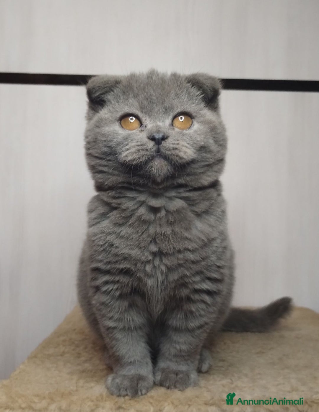Scottish gatti in vendita: Scottish fold  - Annuncio 1