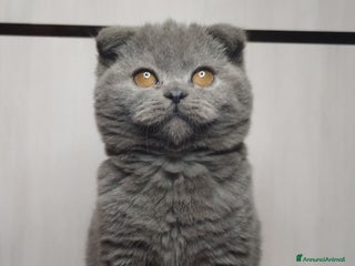 Scottish gatti Scottish fold - Annuncio 1