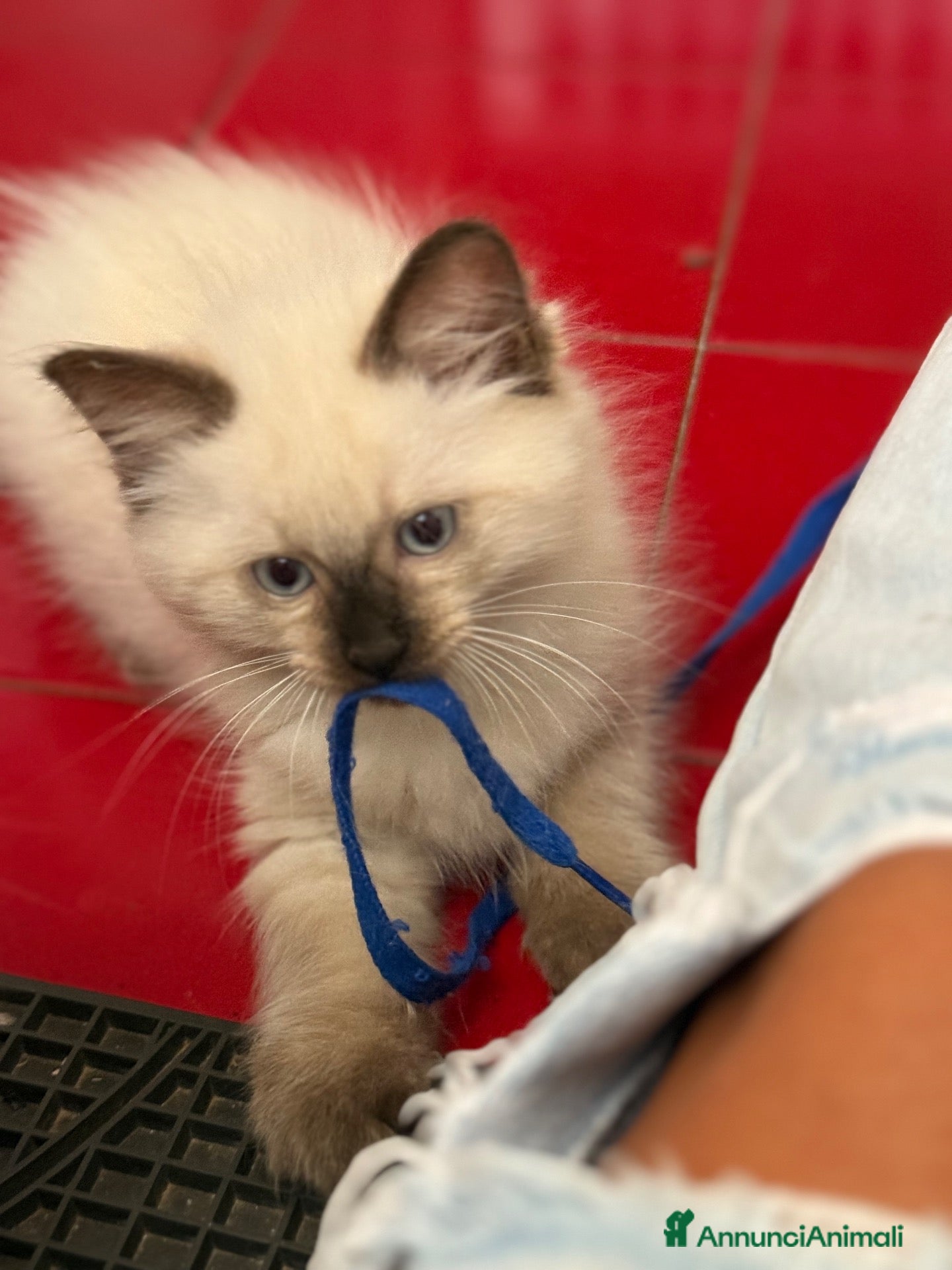 Ragdoll gatti Ragdoll choccolate  - Annuncio 21