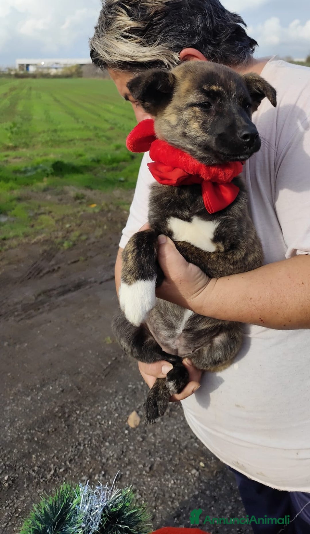 Meticcio cani in regalo: CANDY 3 mesi taglia piccola mix Shiba - Annuncio 5