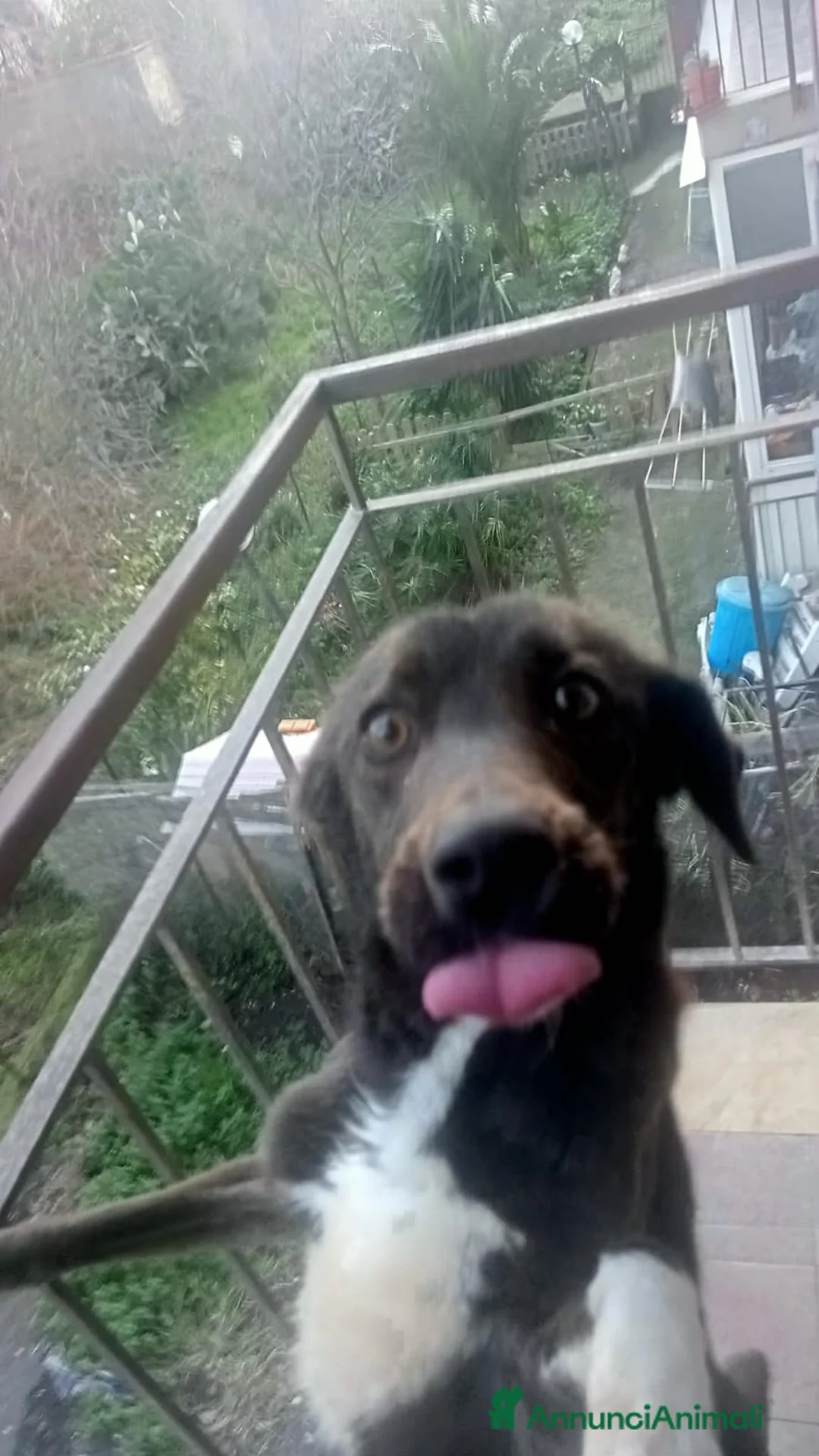 Altre razze cani in regalo: Cagnolina in cerca di Adozione  - Annuncio 2