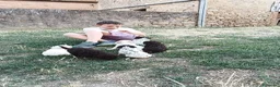 Lagotto cani in vendita: Lagotti  - Annuncio 5