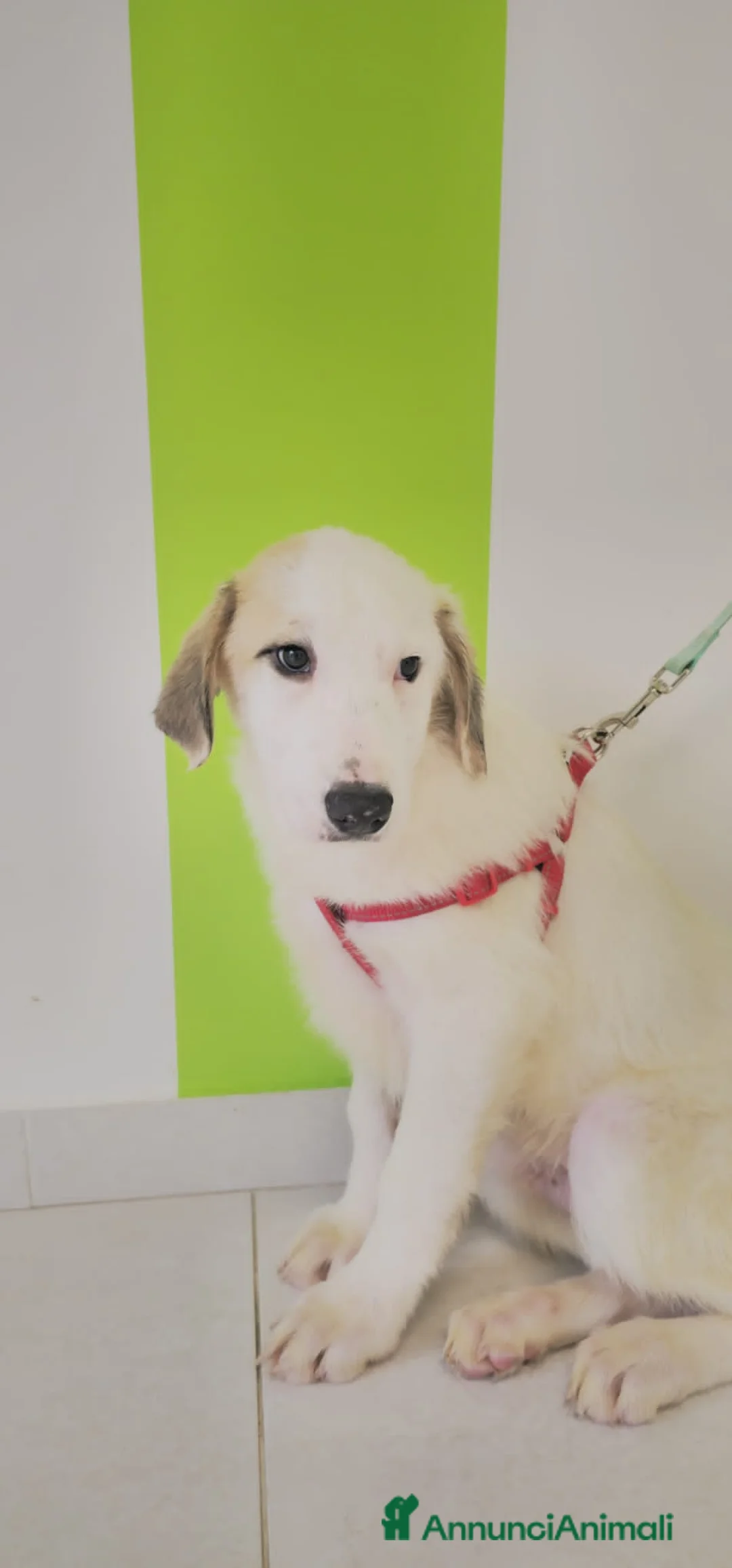 Meticcio cani in regalo: ralph richard - Annuncio 5