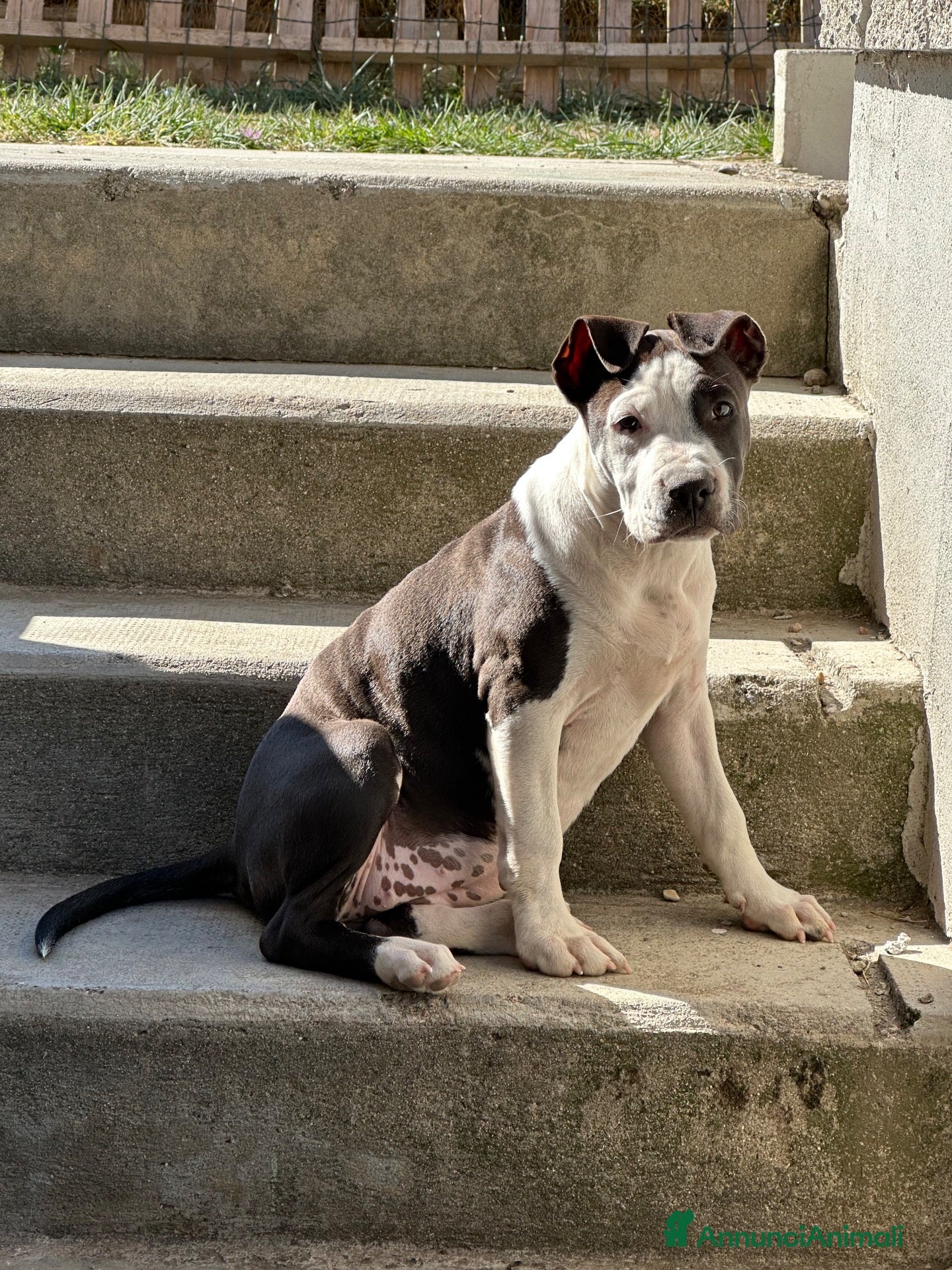American Staffordshire cani in regalo: Amstaff femmina  - Annuncio 1