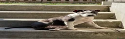American Staffordshire cani in regalo: Amstaff femmina  - Annuncio 1
