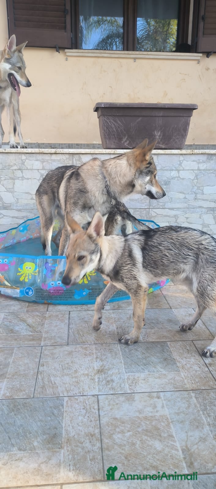 Lupo Cecoslovacco cani 2 femmine Cane Lupo Cecoslovacco con pedigree - Annuncio 2