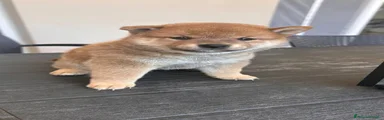 Shiba Inu 1