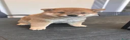 Shiba Inu cani in vendita: Meravigliosi cuccioli di Shiba Inu - Annuncio 10